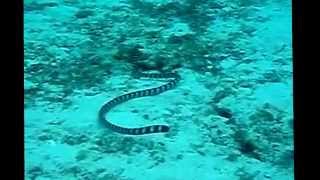 Sea Snake Facts 10 Facts about Sea Snakes [upl. by Cirad102]