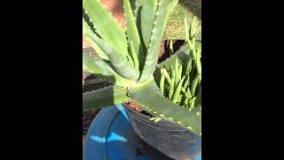 Adult Aloe Vera Plant with Multiple Pups Growing From the Same Pot [upl. by Zere]