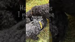 Happy Halloween dog curlycoatedretriever doglover puppies dogs love pets halloween [upl. by Jorgan]