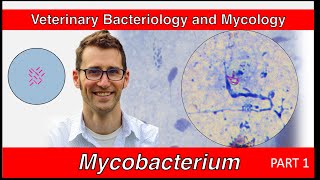 Mycobacterium Part 1  Veterinary Bacteriology and Mycology [upl. by Esinev]