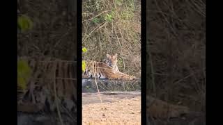 Tiger sighting Masinagudi shorts youtubeshorts [upl. by Aketal]