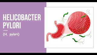 Helicobacter pylori H pylori [upl. by Enelie]