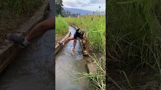 Village life in Ziro1  Paddy Field Irrigation of Apatani Tribe ziro apatani arunachal [upl. by Nai]