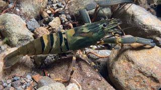 BIGCLAW RIVER SHRIMP Macrobrachium carcinus What a large shrimp Shrimp Nature Biodiversity [upl. by Ahsropal]