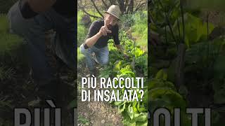 TRUCCO per RACCOGLIERE più INSALATA [upl. by Larrej579]