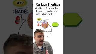 Carbon Fixation [upl. by Baxy]