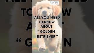 Golden Retriever Guide 101 Find out more about this loving and caring breed [upl. by Samot]