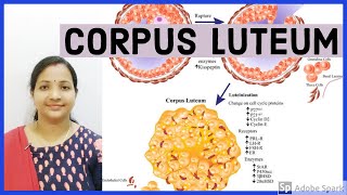 Formation of corpus luteumCorpus albicansBiologyNEET by SP Mam [upl. by Eadmund163]