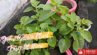 How to grow ajwain plant easy at home  How to grow ajwain plant from cutting [upl. by Ilojne]