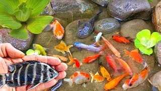 Colorful GoldfishWild Exotic Fish Koi Fish Butterfly Fish inTiny Pond For MyAQUARIUMkoi21 [upl. by Pettit]