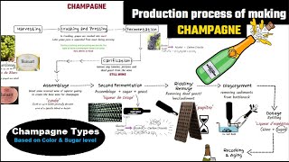 Champagne making process  champagne vs sparkling wine  How to make sparkling wine [upl. by Athalee]