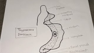 Tripanosoma gambiense। Trypanosoma gambians morphology।trypanosomamosquitobiologyBioDiagram [upl. by Hines]