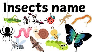 Insects name  Some important insects name  Some insects name  Insects name with spellings [upl. by Lennahs728]