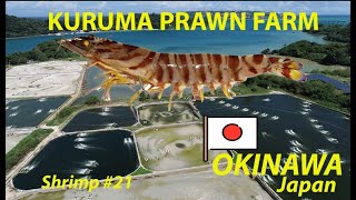 INTENSIVE JAPANESE TIGER PRAWN FARMING 21  fish [upl. by Marj]