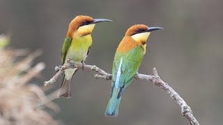 Chestnut headed bee eater  bee eater  Wildlife Photography ।Birding । Ujjal SarkarRocky [upl. by Annad]