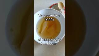 Kombucha scoby probioticos probioticonatural salud medicinanatural [upl. by Oakie]