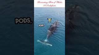 Whales marinelife facts shorts shortvideo scubefacts knowledge learning learn like [upl. by Oigroeg]