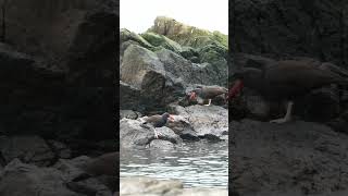 Black Oystercatchers feeding [upl. by Paapanen]