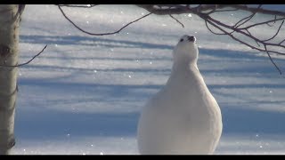 Winter Birds  Discover Nature KRCG [upl. by Jasisa]