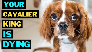 10 Common Mistakes That Shorten Your Cavalier king Charles Spaniel Life [upl. by Bennir]