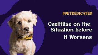 How to Manage Dog Separation Anxiety Tips and Solutions [upl. by Winslow]