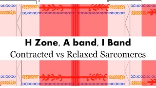 Contracted vs Relaxed Sarcomere H zone A Band I Band [upl. by Mathi]