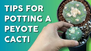 How to Pot Lophophora 🌵  Best Soil Mix Perfect Pot amp Aftercare Tips [upl. by Turoff]