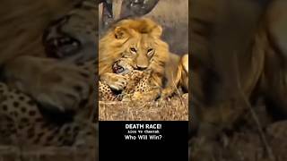 DEATH RACE Lion UNLEASHES FURY on Cheetah in Savage Savannah Showdown nature animals [upl. by Bunker698]