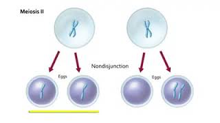 Non Disjunction in Meiosis  Non disjunction Meiosis [upl. by Arraik]