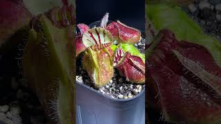 1 Cephalotus follicularis Giant Y’s  セファロタスフォリキュラリス carnivorousplants 食虫植物 植物 plants shorts [upl. by Kerred]