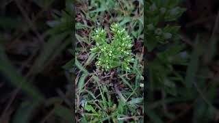 Tiny Hoppea fastigiata  with white flowers [upl. by Eellehs]