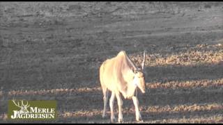 Eland Hunting in Namibia [upl. by Durrell]