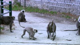 Uttarakhand The Hanuman Langur Hangout [upl. by Clintock]