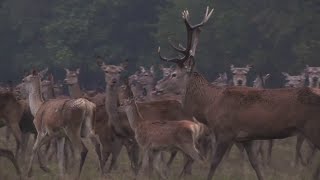 Le brame du cerf  un spectacle grandeur nature [upl. by Aicnom]