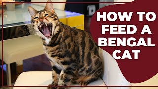 How to Feed a Bengal Cat [upl. by Nnyre]