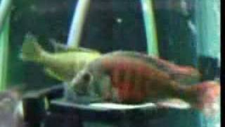 Haplochromis uganda fire red Cichlid breeding [upl. by Ydissac]