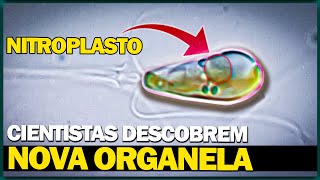 Microalga engole cianobactéria e evolui Nova organela é descoberta [upl. by Possing]