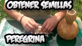 Como Conseguir Semilla De  Calabaza Peregrina  Semillas Organicas  La Huertina De Toni [upl. by Aranaj729]