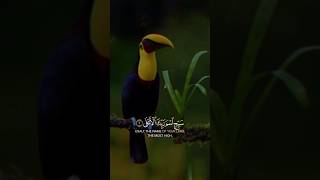 ♥️♥️♥️ quran quranrecitation qurantilawat viralvideo viralshorts shorts video beautiful [upl. by Seldun]