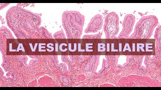 LA VESICULE BILIAIRE  HISTOLOGIE [upl. by Acinoev962]