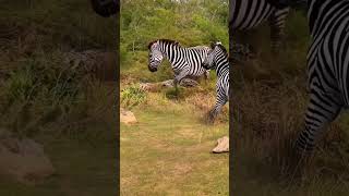 Zebra drives away leopard Amazing animals are here Animal World Highlights of Animal World Z [upl. by Ahsinna662]