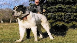 DUNYODAGI ENG KATTA ITLAR TOP5  ALABAY KAVKAZ CHOPON ITI KANGAL PITBULL [upl. by Kakalina]