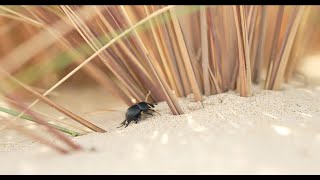 Thorectes lendémique des dunes [upl. by Evelc]