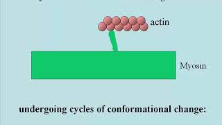 3362 ATP Binding amp Hydrolysis Changes Myosin Head Conformation [upl. by Irv652]