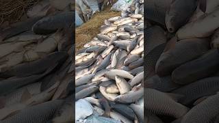 fish farming  fish farming in india  fish farming business  fishfarming shorts [upl. by Otineb]