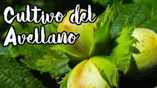 CULTIVO y Como Reproducir El AVELLANO 🌳 Más TIPS [upl. by Statis483]