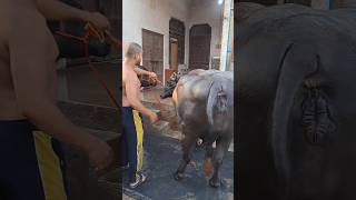 Malish karte hue bhains kiviralvideo trending [upl. by Iaj442]