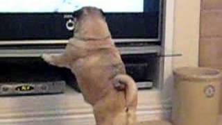 Pug Attacks TV [upl. by Spitzer]