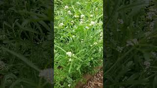 Lepidium sativum  berro hortelano tibetanflute permaculture garden nature [upl. by Monreal559]