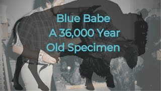 Blue Babe A 36000 Year Old Specimen [upl. by Norac490]